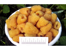 ������ ������� ����� 130�