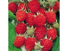 ������ ������� 130�