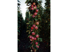 ���������� �������� 230�