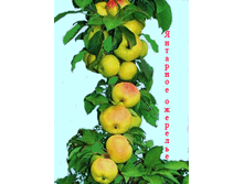 �������� �������� 230�