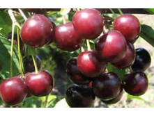 ����� ������� 200�