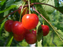 ������� ����� 230�