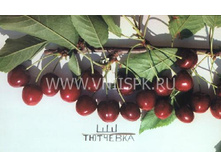 ������� ��������-230�