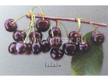 ������� ���������� 230�