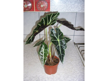 �������� �����-  300 - 400  ���.