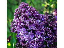 ������ ������� ��������