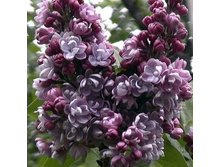 ������ ��� �� ����