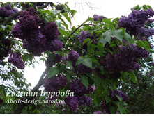 ������ ������� ��������