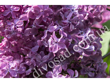 ������ ����