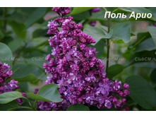 ������ ���� ���� 250�