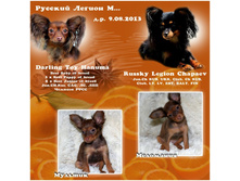 ������ ��� ��ͣ�� ������� ����