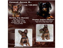 ������ ��� ��ͣ�� ������� ����