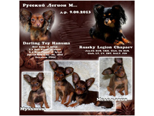 ������ ��� ��ͣ�� ������� ����