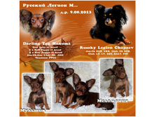 ������ ��� ��ͣ�� ������� ����