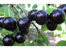 ����� �������������� 200�