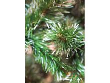 Sosna  z bialymi koncami2.jpg