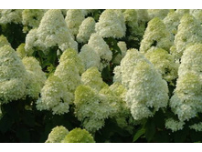 ��������� ���. �������� �1,5-336�