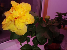 �������� Koenig