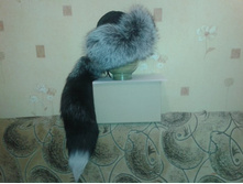 ������� ������� ���������� ���� (����)