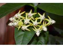 ���� �����������