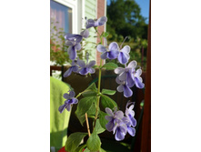 DSC_1039 - �����.JPG