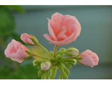 DSC_1045 - �����.JPG