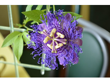 Passiflora \'Blue Velvet