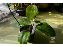 DSC_1205 (2) - �����.JPG