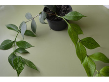 ���� Polyneura