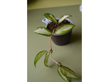 �����3� ��������