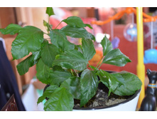 �������� Capitolio Teguila Sunrise