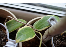 ���� Macrophylla variegata