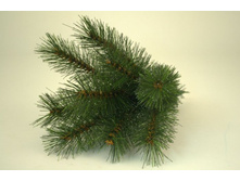 ��� ������ ���������.jpg