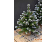 ��� ������������� ����������� �����������.jpg