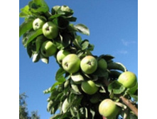 ������ ���������.230�