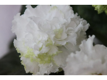 ��-�������.(2009)