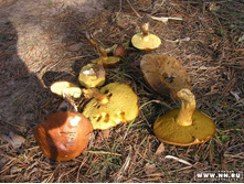 ����� �������