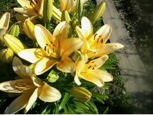 ����������� 003.jpg