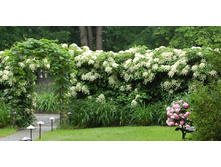 ��������� ���������-185