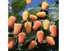 ������ ��������� ���� - 140,40.jpg