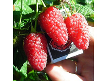 ������ ������ - 140,40�.jpg