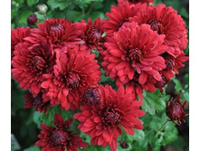 ���� �������.jpg