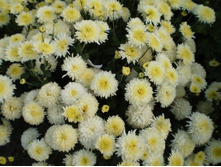 ���� ������.jpg