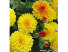 ������� ������..jpg