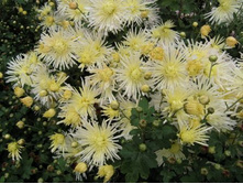 �������� �����.jpg