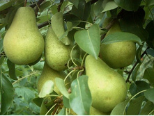 ����� ���������.jpg