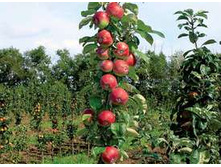 ������� �������.jpg