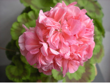 Jinky(���� ����� ��� ����).