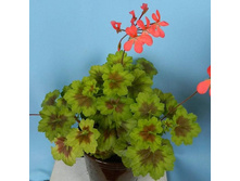 Little Fi-Fine ������