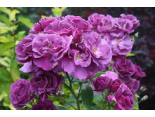 Rhapsody in Blue 354.20.jpg